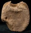 Edmontosaurus (Hadrosaur) Caudal Vertebrae - Montana #12680-3